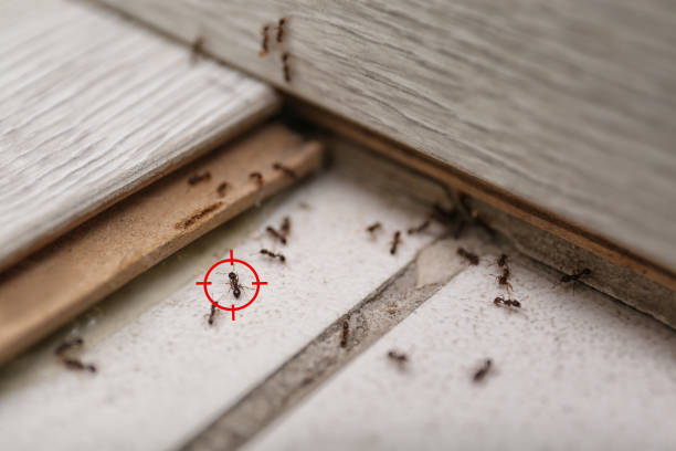 Insect Control in Lakewood, CO
