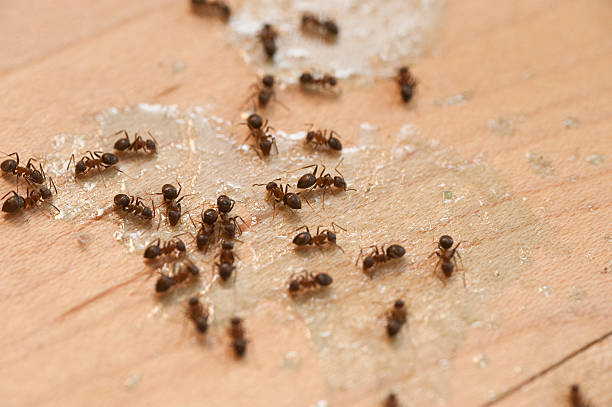 Best Wildlife Control Services  in Lakewood, CO