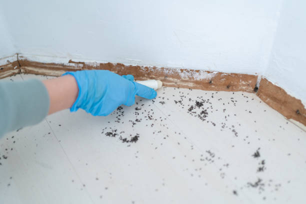 Best Cockroach Control Services  in Lakewood, CO